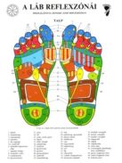 Bánszky Judit: A láb reflexzónái - Két oldalas A4
