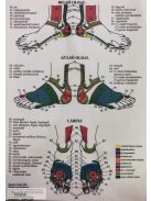 Bánszky Judit: A láb reflexzónái - Két oldalas A4