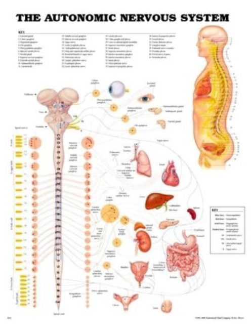 Vegetatív idegrendszer 50,8x66cm plakát